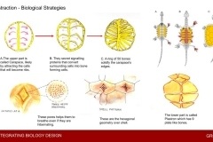 Biomimicry Workshop