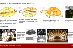 04-Biomimicry-Workshop-.jpg-nggid03908-ngg0dyn-240x160x100-00f0w010c011r110f110r010t010